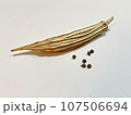オクラの種と乾燥したオクラ1 107506694