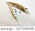 オクラの種と乾燥したオクラ3 107506696