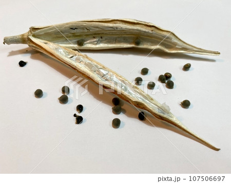 オクラの種と乾燥したオクラ4 107506697