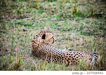 Cheetah Wildlife Animals Landscape Savannah Grassland Wilderness Maasai Mara National Game Reserve National Park Great Rift Valley Narok County Kenya East Africa Cheetah Wildlife Animals Landscape Savannah Grassland Wilderness Maasai Mara National Game Reserve National Park Great Rift Valley Narok County Kenya East Africa 107506942