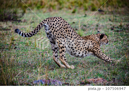 Cheetah Wildlife Animals Landscape Savannah Grassland Wilderness Maasai Mara National Game Reserve National Park Great Rift Valley Narok County Kenya East Africa Cheetah Wildlife Animals Landscape Savannah Grassland Wilderness Maasai Mara National Game Reserve National Park Great Rift Valley Narok County Kenya East Africa 107506947