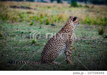 Cheetah Wildlife Animals Landscape Savannah Grassland Wilderness Maasai Mara National Game Reserve National Park Great Rift Valley Narok County Kenya East Africa Cheetah Wildlife Animals Landscape Savannah Grassland Wilderness Maasai Mara National Game Reserve National Park Great Rift Valley Narok County Kenya East Africa 107506948