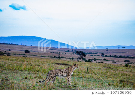 Cheetah Wildlife Animals Landscape Savannah Grassland Wilderness Maasai Mara National Game Reserve National Park Great Rift Valley Narok County Kenya East Africa Cheetah Wildlife Animals Landscape Savannah Grassland Wilderness Maasai Mara National Game Reserve National Park Great Rift Valley Narok County Kenya East Africa 107506950