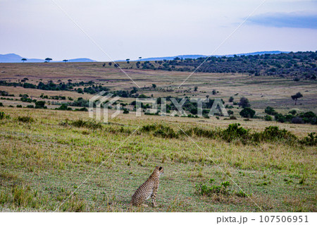 Cheetah Wildlife Animals Landscape Savannah Grassland Wilderness Maasai Mara National Game Reserve National Park Great Rift Valley Narok County Kenya East Africa Cheetah Wildlife Animals Landscape Savannah Grassland Wilderness Maasai Mara National Game Reserve National Park Great Rift Valley Narok County Kenya East Africa 107506951