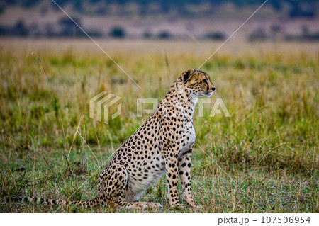 Cheetah Wildlife Animals Landscape Savannah Grassland Wilderness Maasai Mara National Game Reserve National Park Great Rift Valley Narok County Kenya East Africa Cheetah Wildlife Animals Landscape Savannah Grassland Wilderness Maasai Mara National Game Reserve National Park Great Rift Valley Narok County Kenya East Africa 107506954