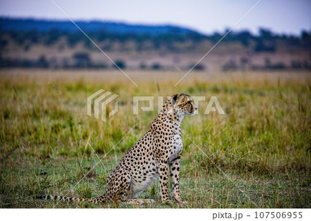 Cheetah Wildlife Animals Landscape Savannah Grassland Wilderness Maasai Mara National Game Reserve National Park Great Rift Valley Narok County Kenya East Africa 107506955