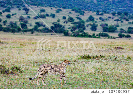 Cheetah Wildlife Animals Landscape Savannah Grassland Wilderness Maasai Mara National Game Reserve National Park Great Rift Valley Narok County Kenya East Africa Cheetah Wildlife Animals Landscape Savannah Grassland Wilderness Maasai Mara National Game Reserve National Park Great Rift Valley Narok County Kenya East Africa 107506957