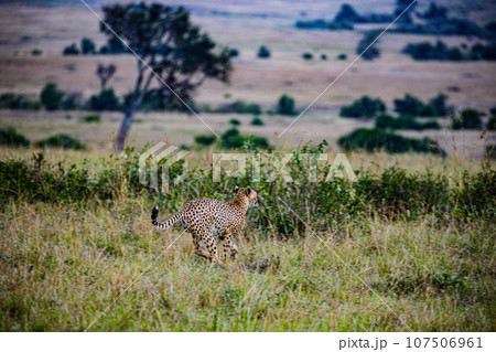 Cheetah Wildlife Animals Landscape Savannah Grassland Wilderness Maasai Mara National Game Reserve National Park Great Rift Valley Narok County Kenya East Africa Cheetah Wildlife Animals Landscape Savannah Grassland Wilderness Maasai Mara National Game Reserve National Park Great Rift Valley Narok County Kenya East Africa 107506961