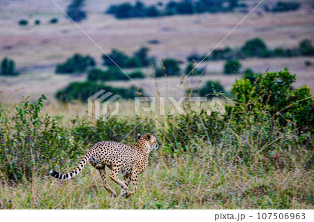 Cheetah Wildlife Animals Landscape Savannah Grassland Wilderness Maasai Mara National Game Reserve National Park Great Rift Valley Narok County Kenya East Africa 107506963