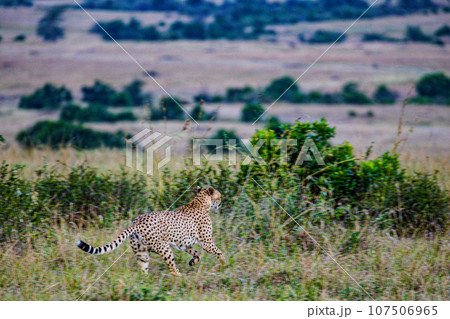 Cheetah Wildlife Animals Landscape Savannah Grassland Wilderness Maasai Mara National Game Reserve National Park Great Rift Valley Narok County Kenya East Africa Cheetah Wildlife Animals Landscape Savannah Grassland Wilderness Maasai Mara National Game Reserve National Park Great Rift Valley Narok County Kenya East Africa 107506965