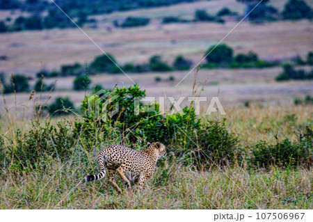 Cheetah Wildlife Animals Landscape Savannah Grassland Wilderness Maasai Mara National Game Reserve National Park Great Rift Valley Narok County Kenya East Africa Cheetah Wildlife Animals Landscape Savannah Grassland Wilderness Maasai Mara National Game Reserve National Park Great Rift Valley Narok County Kenya East Africa 107506967