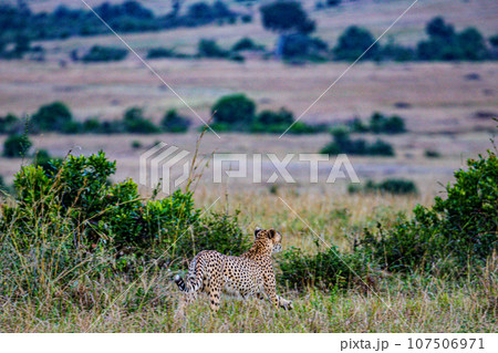 Cheetah Wildlife Animals Landscape Savannah Grassland Wilderness Maasai Mara National Game Reserve National Park Great Rift Valley Narok County Kenya East Africa 107506971