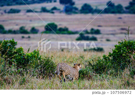 Cheetah Wildlife Animals Landscape Savannah Grassland Wilderness Maasai Mara National Game Reserve National Park Great Rift Valley Narok County Kenya East Africa 107506972