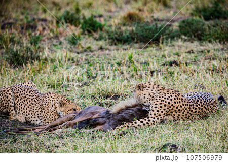 Cheetah Wildlife Animals Landscape Savannah Grassland Wilderness Maasai Mara National Game Reserve National Park Great Rift Valley Narok County Kenya East Africa 107506979