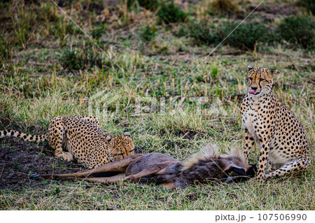 Cheetah Wildlife Animals Landscape Savannah Grassland Wilderness Maasai Mara National Game Reserve National Park Great Rift Valley Narok County Kenya East Africa Cheetah Wildlife Animals Landscape Savannah Grassland Wilderness Maasai Mara National Game Reserve National Park Great Rift Valley Narok County Kenya East Africa 107506990