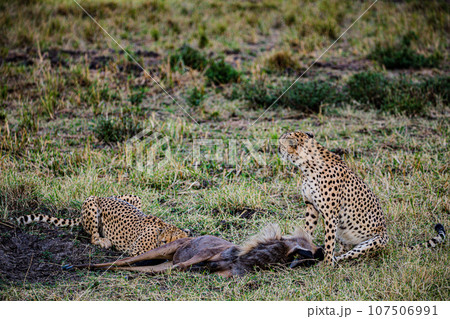 Cheetah Wildlife Animals Landscape Savannah Grassland Wilderness Maasai Mara National Game Reserve National Park Great Rift Valley Narok County Kenya East Africa Cheetah Wildlife Animals Landscape Savannah Grassland Wilderness Maasai Mara National Game Reserve National Park Great Rift Valley Narok County Kenya East Africa 107506991