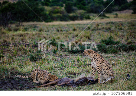 Cheetah Wildlife Animals Landscape Savannah Grassland Wilderness Maasai Mara National Game Reserve National Park Great Rift Valley Narok County Kenya East Africa Cheetah Wildlife Animals Landscape Savannah Grassland Wilderness Maasai Mara National Game Reserve National Park Great Rift Valley Narok County Kenya East Africa 107506993