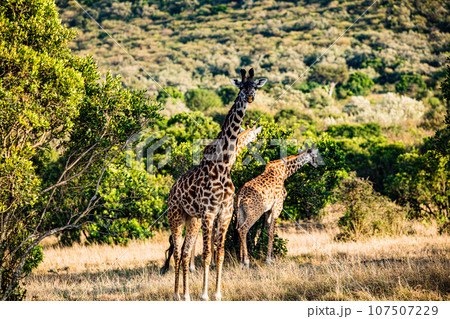 Giraffe Wildlife Animals Landscape Savannah Grassland Wilderness Maasai Mara National Game Reserve National Park Great Rift Valley Narok County Kenya East Africa Giraffe Wildlife Animals Landscape Savannah Grassland Wilderness Maasai Mara National Game Reserve National Park Great Rift Valley Narok County Kenya East Africa 107507229