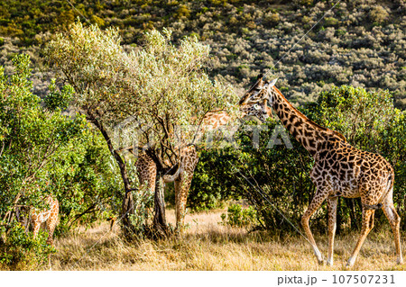 Giraffe Wildlife Animals Landscape Savannah Grassland Wilderness Maasai Mara National Game Reserve National Park Great Rift Valley Narok County Kenya East Africa Giraffe Wildlife Animals Landscape Savannah Grassland Wilderness Maasai Mara National Game Reserve National Park Great Rift Valley Narok County Kenya East Africa 107507231