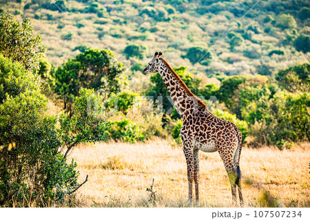 Giraffe Wildlife Animals Landscape Savannah Grassland Wilderness Maasai Mara National Game Reserve National Park Great Rift Valley Narok County Kenya East Africa Giraffe Wildlife Animals Landscape Savannah Grassland Wilderness Maasai Mara National Game Reserve National Park Great Rift Valley Narok County Kenya East Africa 107507234