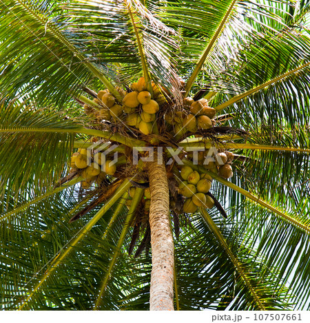 Tropical palm tree with royal coconuts and lush leaves. Tropical palm tree with royal coconuts and lush leaves. 107507661