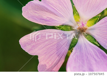Close-up of a purple flower with five petals and a yellow core. A thin focal line on the petals. Close-up of a purple flower with five petals and a yellow core. A thin focal line on the petals. 107507845
