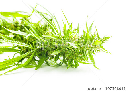 Marijuana buds. Cannabis plant isolated on white background. Marijuana buds. Cannabis plant isolated on white background. 107508011