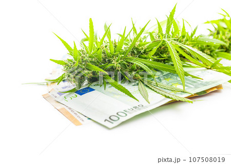 Marijuana buds. Cannabis plant and paper euro banknotes isolated on white background. Marijuana buds. Cannabis plant and paper euro banknotes isolated on white background. 107508019