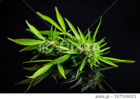 Marijuana buds. Cannabis plant on black table. Marijuana buds. Cannabis plant on black table. 107508021