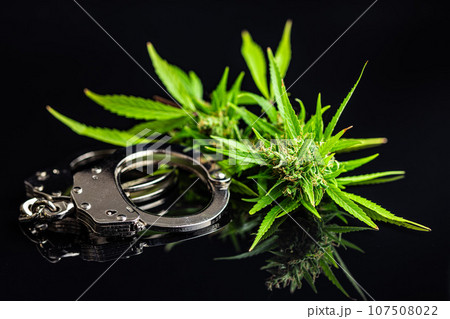 Marijuana buds. Cannabis plant and handcuffs on black table. Marijuana buds. Cannabis plant and handcuffs on black table. 107508022