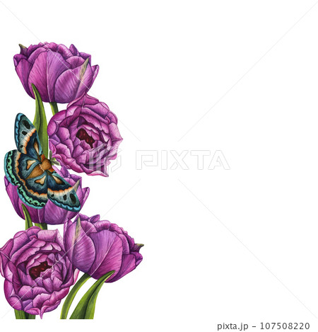 Vector illustration of flower composition, frame, bouquet for greeting card, background or flyer. Violet tulips and butterfly. March 8. International Women's Day. Mothers Day Vector illustration of flower composition, frame, bouquet for greeting card, background or flyer. Violet tulips and butterfly. March 8. International Women's Day. Mothers Day 107508220
