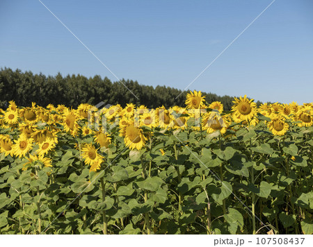 Field of blossoming sunflowers against the blue sky Field of blossoming sunflowers against the blue sky 107508437