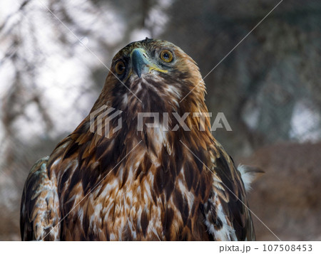 Bald Headed Eagle, close up shot with blurred background 107508453