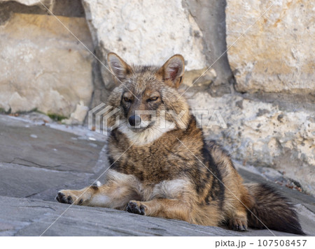 Golden jackal in nature tracks down prey, portrait Golden jackal in nature tracks down prey, portrait 107508457