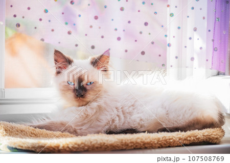 Neva masquerade silk point kitten with blue eyes. A small kitten lies on the windowsill. 107508769
