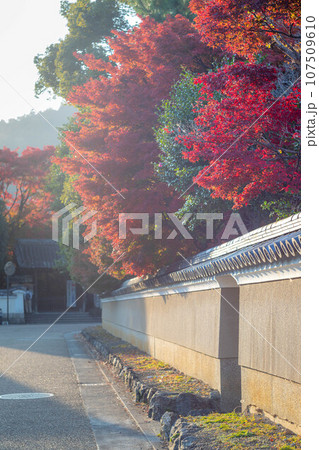 京都の秋、宝筐院の山門へと続く清凉寺の築地塀に真っ赤な紅葉 107509610
