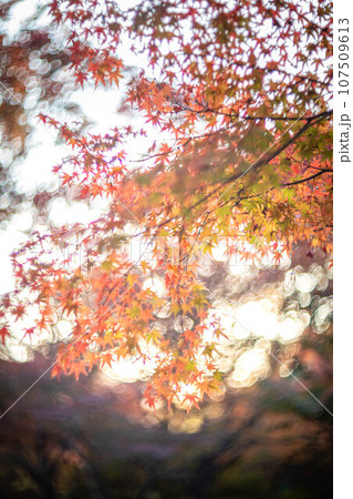 宝筐院の秋、色づき始めのカラフルな紅葉と光の渦、秋の夕空 宝筐院の秋、色づき始めのカラフルな紅葉と光の渦、秋の夕空 107509613