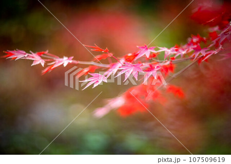 宝筐院の秋、林の中の真っ赤な紅葉 107509619