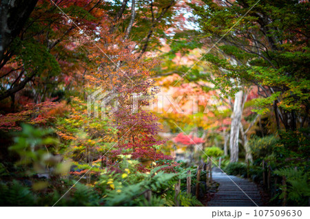 宝筐院の秋、参道で色づくカラフルな紅葉 107509630