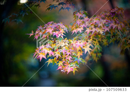 宝筐院の秋、参道で色づくカラフルな紅葉 宝筐院の秋、参道で色づくカラフルな紅葉 107509633