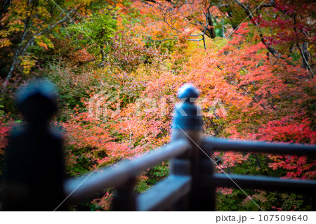 宝筐院の秋、本堂から見た参道の真っ赤な紅葉 宝筐院の秋、本堂から見た参道の真っ赤な紅葉 107509640