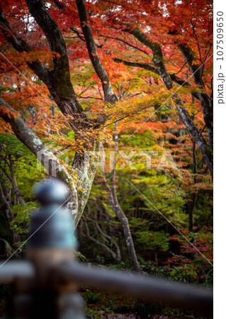 宝筐院の秋、本堂から見た参道のカラフルな紅葉 107509650