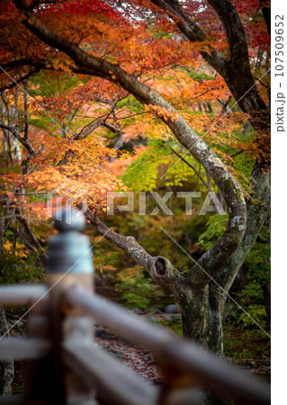 宝筐院の秋、本堂から見た参道のカラフルな紅葉 107509652