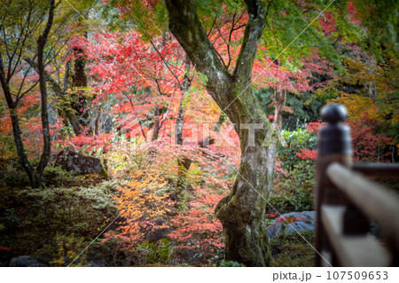 宝筐院の秋、本堂から見た参道のカラフルな紅葉 宝筐院の秋、本堂から見た参道のカラフルな紅葉 107509653