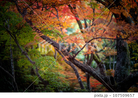 宝筐院の秋、本堂から見た参道のカラフルな庭、オレンジ色の紅葉 107509657
