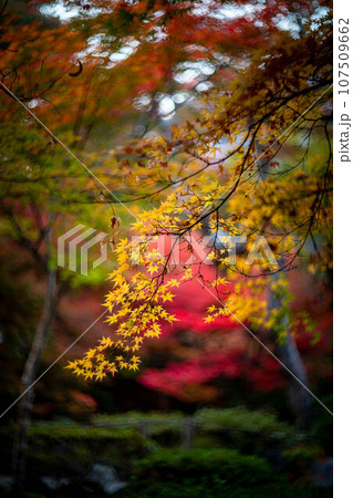 宝筐院の秋、カラフルな紅葉が鬱蒼とした参道にオレンジ色の紅葉の枝ぶり 107509662