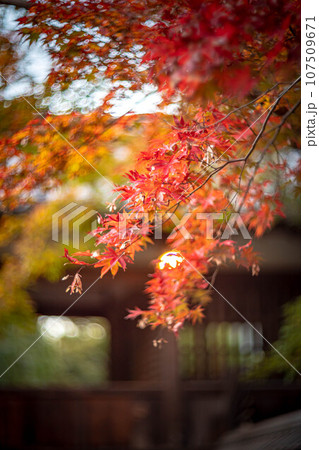京都の秋、清凉寺の紅葉、渡り廊下を背景に見る真っ赤な紅葉 京都の秋、清凉寺の紅葉、渡り廊下を背景に見る真っ赤な紅葉 107509671
