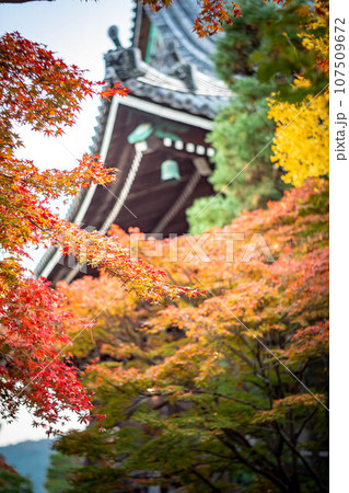 京都の秋、清凉寺の紅葉、本堂を背景に見る真っ赤な紅葉 107509672