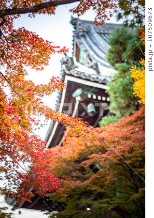 京都の秋、清凉寺の紅葉、本堂を背景に見る真っ赤な紅葉 107509673