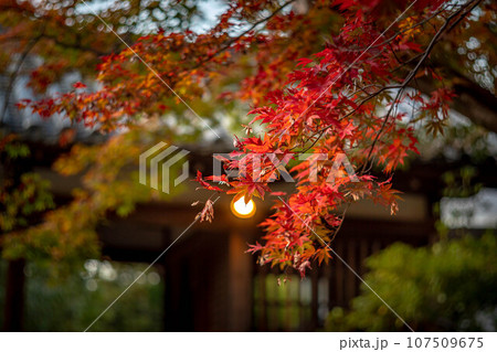 京都の秋、清凉寺の紅葉、渡り廊下を背景に見る真っ赤な紅葉 107509675